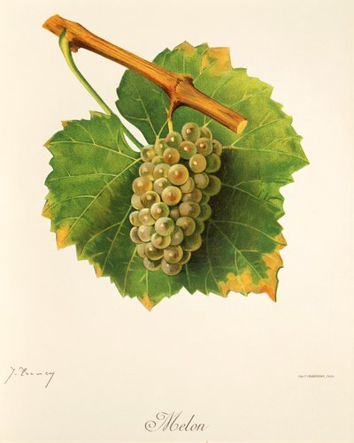 Melondrue av J. Troncy av Jules Troncy