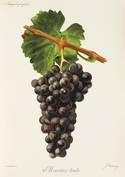 Mourisco Tinto drue av J. Troncy av Jules Troncy