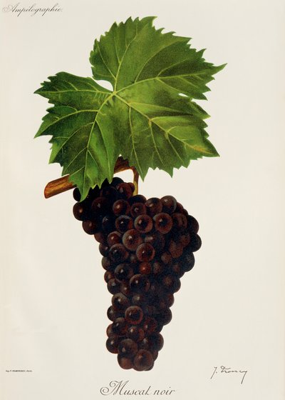 Muscat Noir-drue av J. Troncy av Jules Troncy