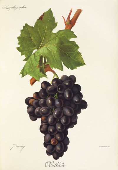 Oeillade drue av J. Troncy av Jules Troncy