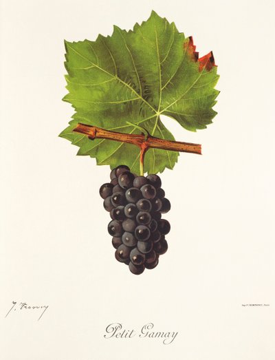 Petit Gamay drue av J. Troncy av Jules Troncy