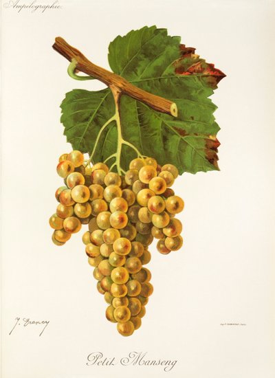 Petit Manseng-drue av J. Troncy av Jules Troncy