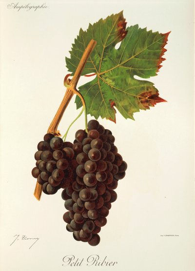 Petit Ribier-drue av J. Troncy av Jules Troncy