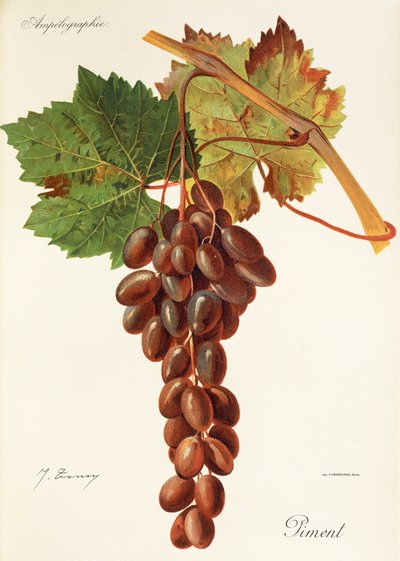 Pimentdrue av J. Troncy av Jules Troncy