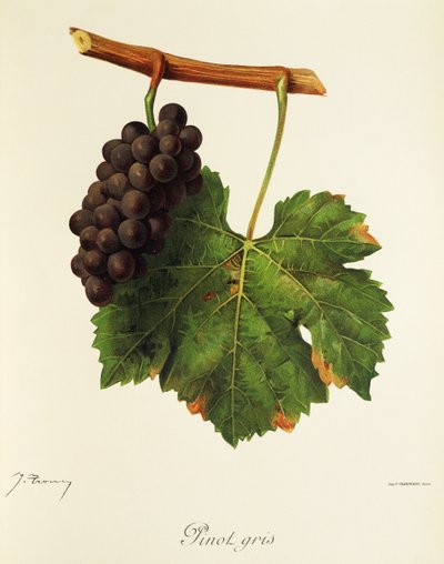 Pinot Gris drue av J. Troncy av Jules Troncy