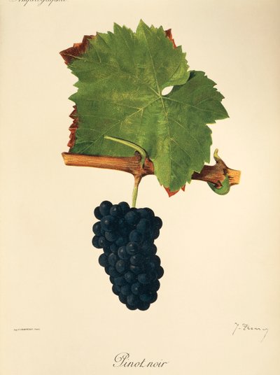 Pinot Noir-drue av J. Troncy av Jules Troncy
