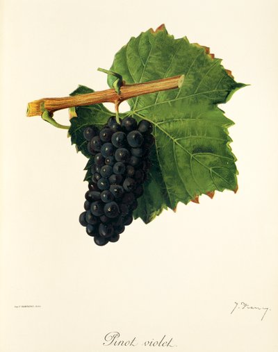 Pinot Violet drue av J. Troncy av Jules Troncy
