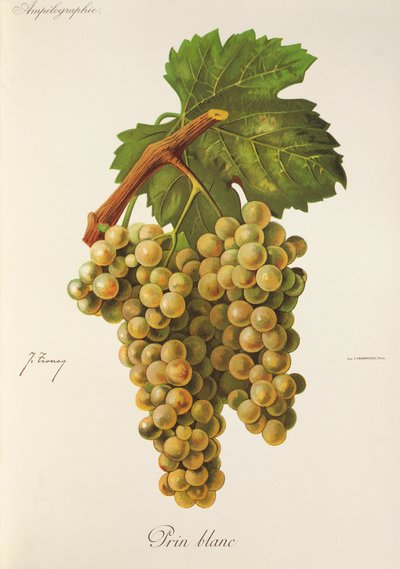Prin Blanc-drue av J. Troncy av Jules Troncy