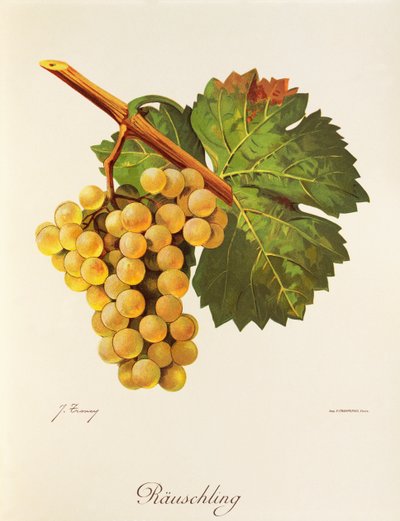 Rauschling-drue av J. Troncy av Jules Troncy