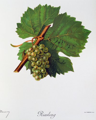 Riesling druer av Jules Troncy fra Ampelographie, Traite general de viticulture (Ampelography, General treaty of viticulture), vol II, av Pierre Viala (1859-1936) og Victor Vermorel (1848-1927), Paris av Jules Troncy