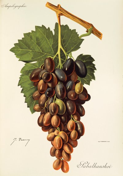 Sabalkanskoi grape by J. Troncy   1414809   no       norwegian Successfully Translated  Original: Anatomische studie van de rug- en bilspieren van een man in silhouet Translat: Anatomische studie van de rug- en bilspieren van een man in silhouet 1379097 no av Jules Troncy