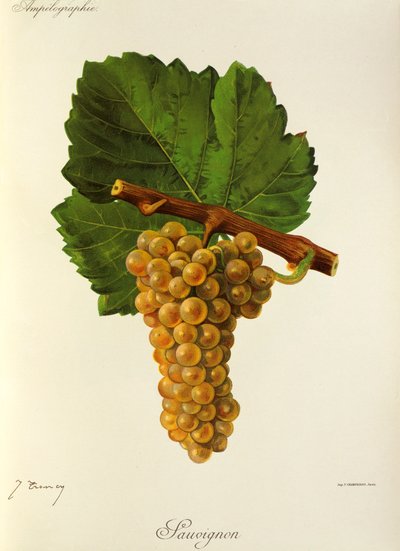 Sauvignon-drue av J. Troncy av Jules Troncy