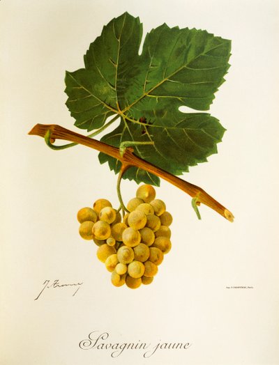 Savagnin Jaune-drue av J. Troncy av Jules Troncy