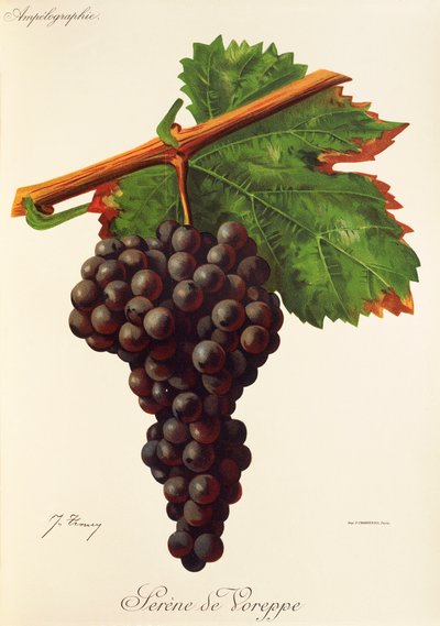Serene de Voreppe drue av J. Troncy av Jules Troncy