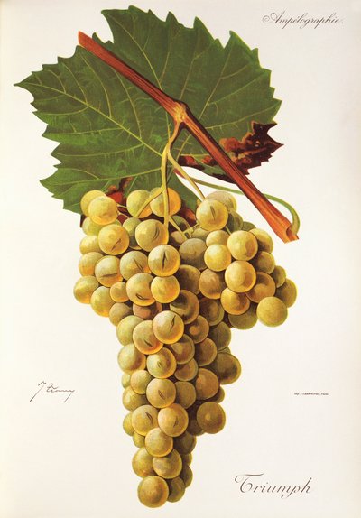 Triumph drue av J. Troncy av Jules Troncy