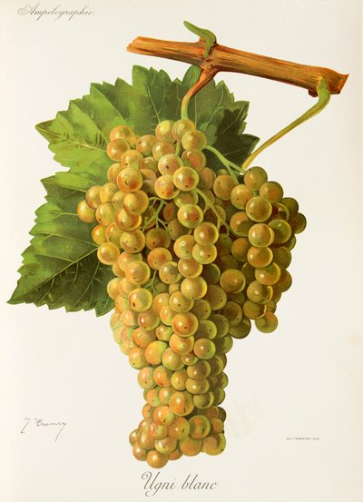 Ugni Blanc drue av J. Troncy av Jules Troncy