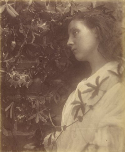 Maud Der har falt en praktfull tåre fra lidenskapsblomsten ved porten av Julia Margaret Cameron