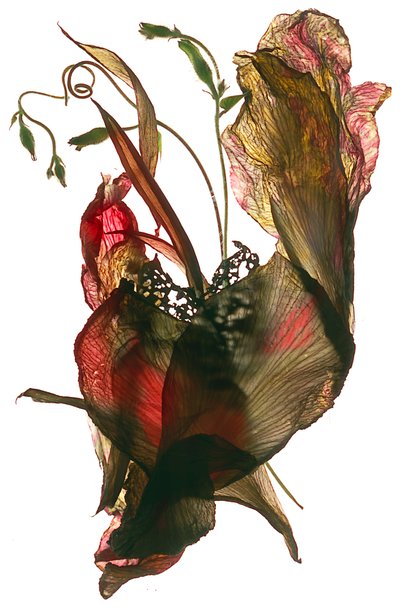 Morning Glory Canna Heart, 2012, (digitalt fotogram) av Julia McLemore