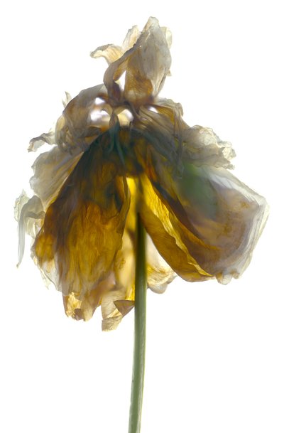 Peony Stand White (digitalt fotogram, digitalt originaltrykk) av Julia McLemore