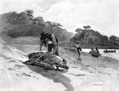 Skilpaddefangst, 1886. av Julian Ashton