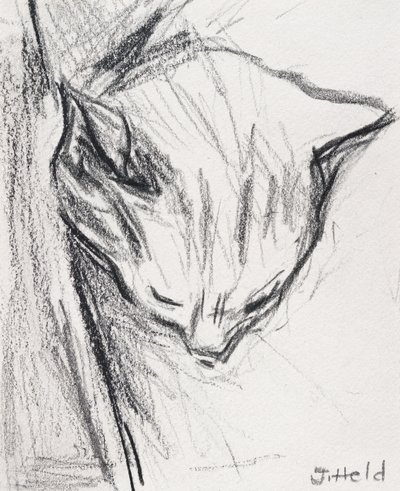 Sovende katt, 2015, (blyant) av Julie Held