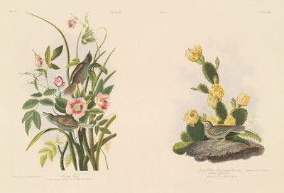 Seaside Finch; og Graffink eller Bay-Winged Bunting av Julius Bien after John James Audubon