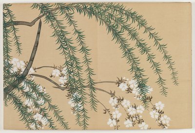 Flowers of a Hundred Worlds (Momoyogusa): Willow and Cherry (Yanagizakura) av Kamisaka Sekka