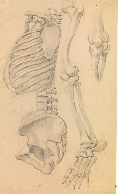 Ryggraden med thorax og bekken, profil til venstre; også bein i et venstre ben fra hofte til tåtupp og detaljer i et kne. (1662?). av Karel van III Mander
