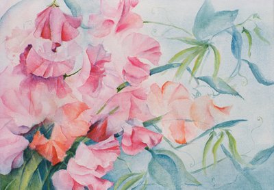Lathyrus Odoratus, søt ert (horisontal) av Karen Armitage