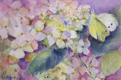 Blek skyet gul sommerfugl, Colias Hyale på hortensia av Karen Armitage