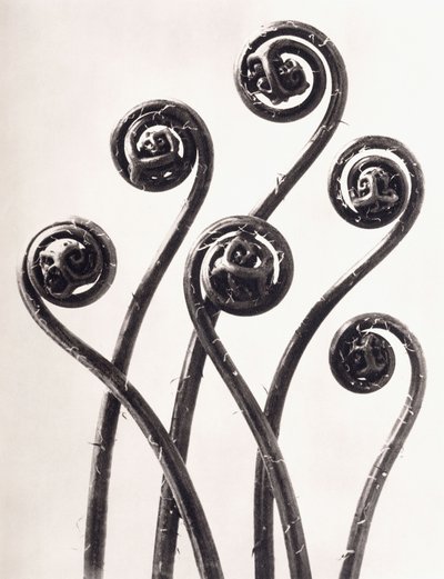Adiantum Pedatum - amerikansk jomfruhårbregne, unge sammenrullede blader forstørret åtte ganger av Karl Blossfeldt