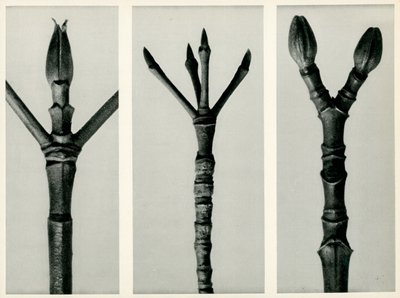 Cornus Nuttallii, 1929 (fotogravyr) av Karl Blossfeldt