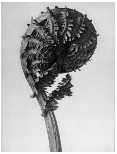 Originale former for kunst av Karl Blossfeldt