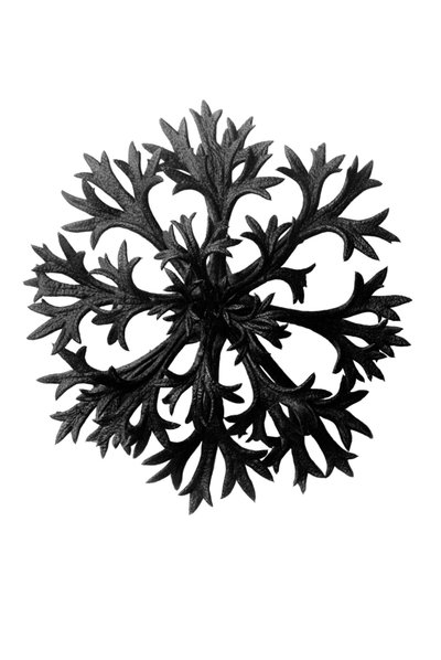 Originale former for kunst av Karl Blossfeldt