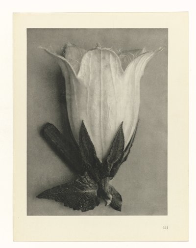 Plantestudier Arketyper av kunst: fotografiske bilder av planter (serietittel) av Karl Blossfeldt