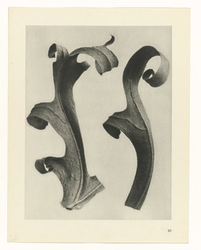 Plantestudier Arketyper av kunst: fotografiske bilder av planter (serietittel) av Karl Blossfeldt