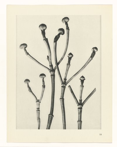 Plantestudier Arketyper av kunst: fotografiske bilder av planter (serietittel) av Karl Blossfeldt