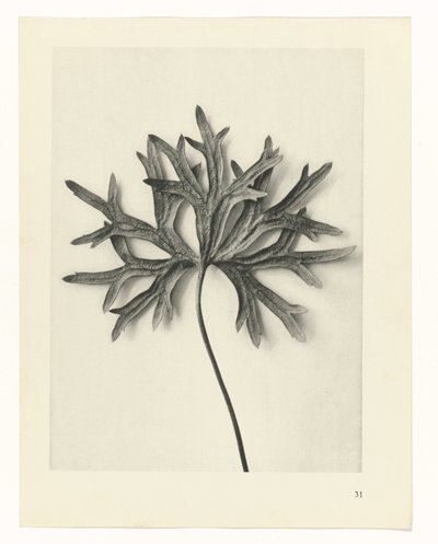 Plant Studies Archetypes of Art: Photographic Images of Plants (serietittel) av Karl Blossfeldt
