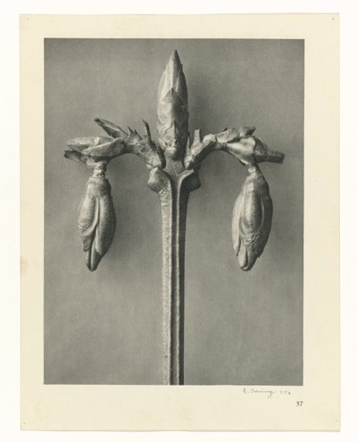 Plantestudier Arketyper av kunst: fotografiske bilder av planter (serietittel) av Karl Blossfeldt
