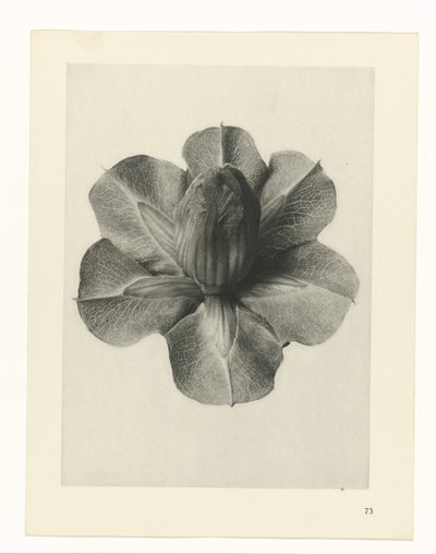 Plantestudier Arketyper av kunst: fotografiske bilder av planter (serietittel) av Karl Blossfeldt
