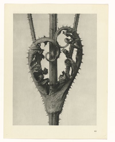 Plantestudier Arketyper av kunst: fotografiske bilder av planter (serietittel) av Karl Blossfeldt