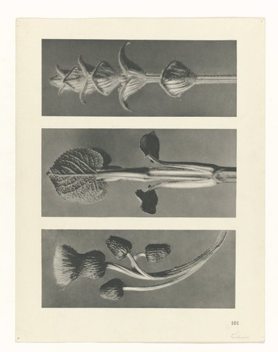 planlegge studie Archetypes of Art (serietittel) av Karl Blossfeldt