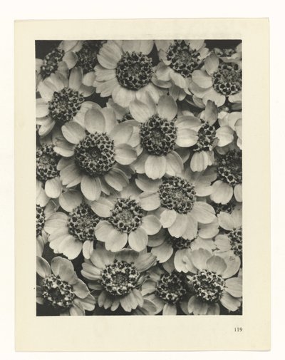 Planstudie Urformen der Kunst (serietittel) av Karl Blossfeldt