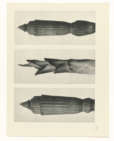 planlegge studie Archetypes of Art (serietittel) av Karl Blossfeldt