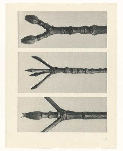 Planstudie Urformen der Kunst (serietittel) av Karl Blossfeldt