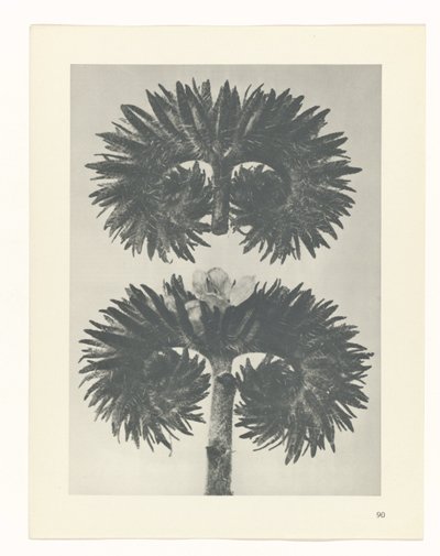 planlegge studie Archetypes of Art (serietittel) av Karl Blossfeldt