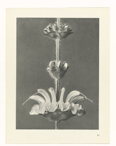 planlegge studie Archetypes of Art (serietittel) av Karl Blossfeldt