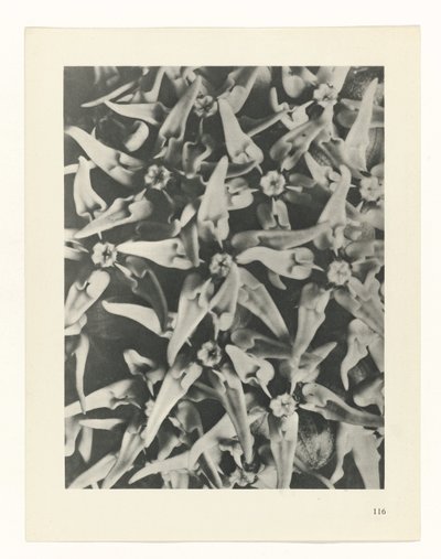 planlegge studie Archetypes of Art (serietittel) av Karl Blossfeldt