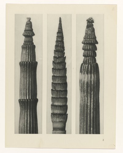 planlegge studie Archetypes of Art (serietittel) av Karl Blossfeldt