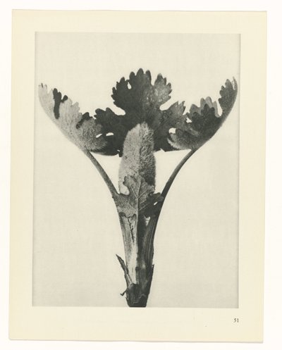 planlegge studie Archetypes of Art (serietittel) av Karl Blossfeldt